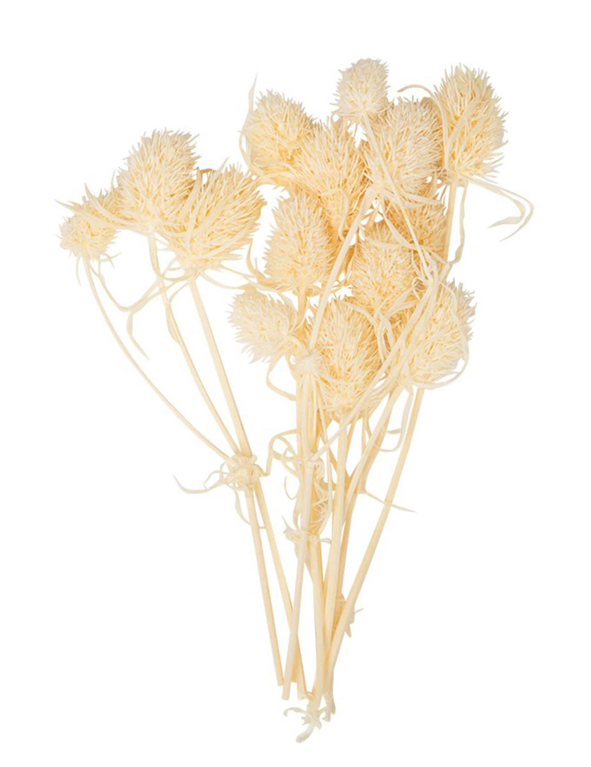 10 pequenos cardos naturais secos para decoração, cor creme