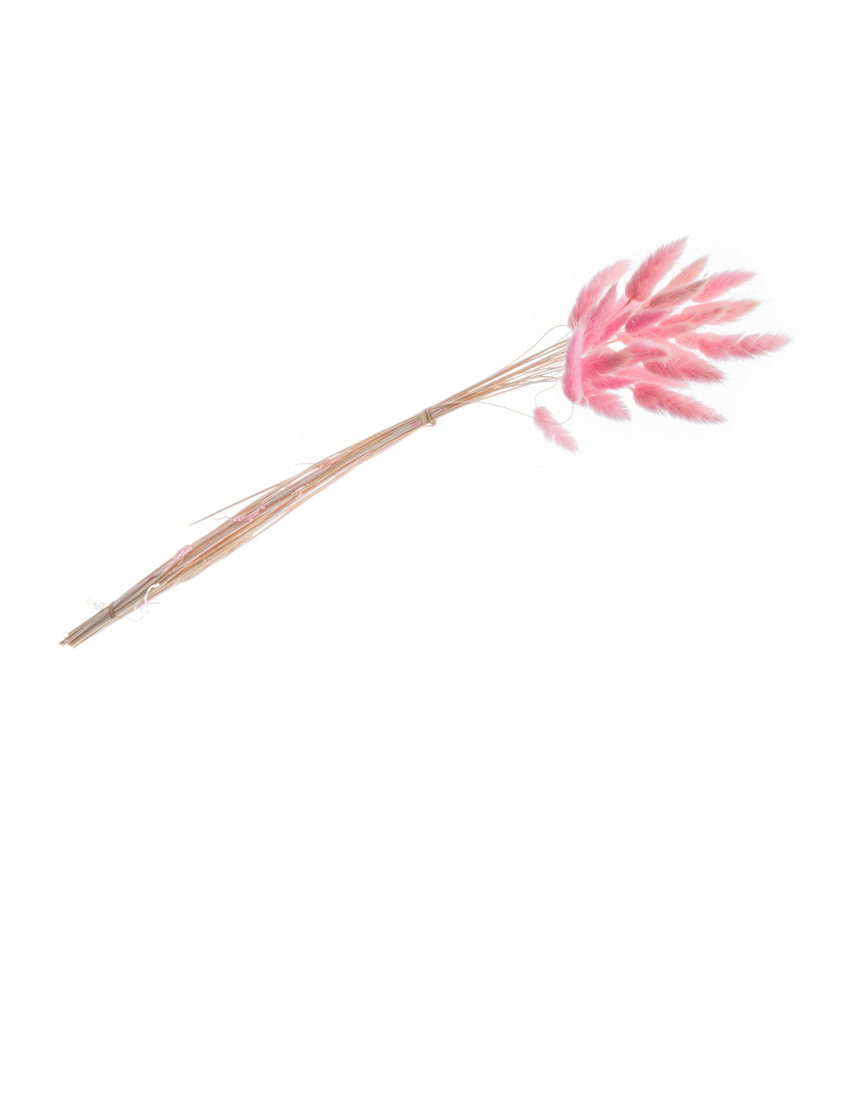 Bouquet de lagurus pour décoration rose pastel de 25 tiges