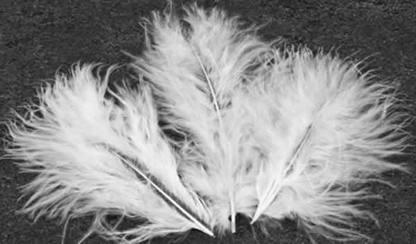Plumas decorativas brancas para casamento