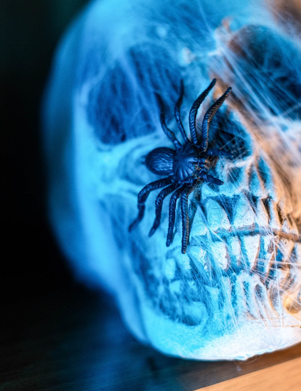 Gros plan d'une araignée sur un crâne du lot de 12 araignées Halloween