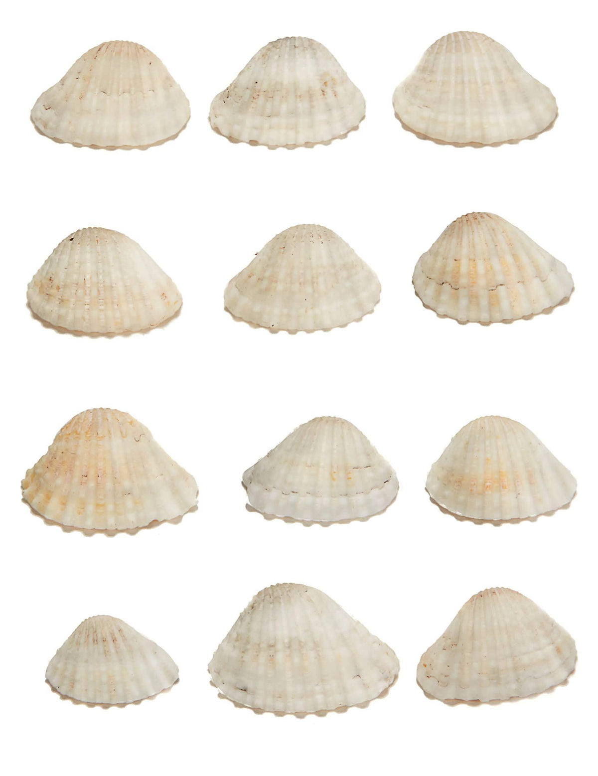 12 conchas decorativas de tema marinho bege em plástico
