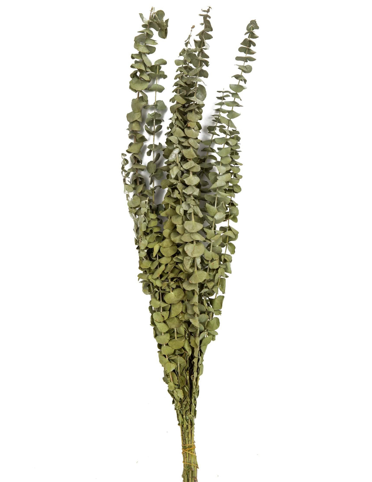 Eucalipto seco decoração de casamento verde natural
