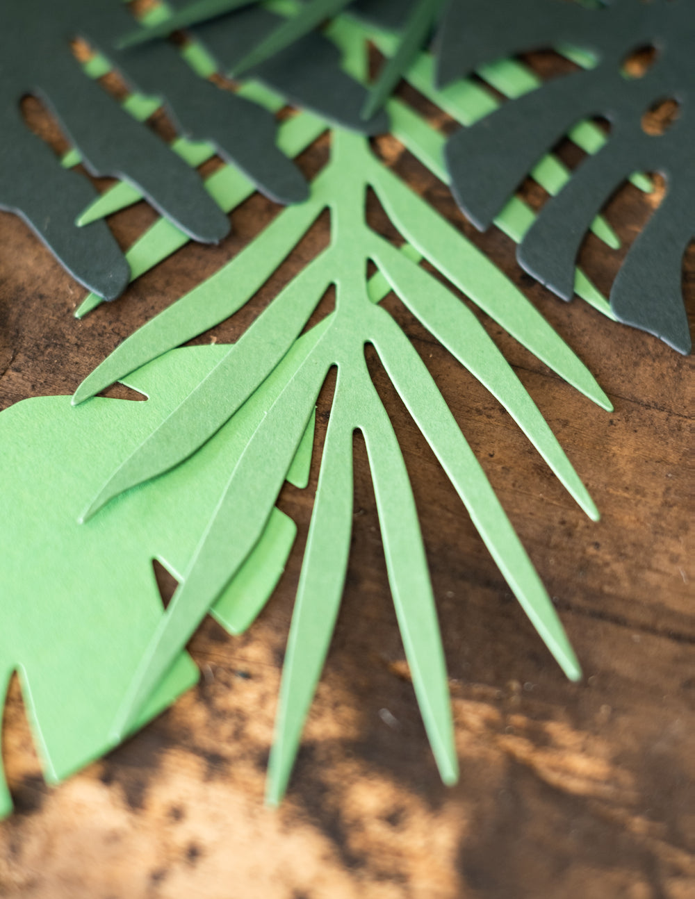 Zoom sur la superposition des feuilles tropicales Hawaï pour décoration