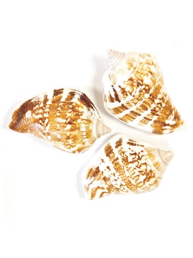 Coquillages de décoration Bernard l'hermite marron et blanc
