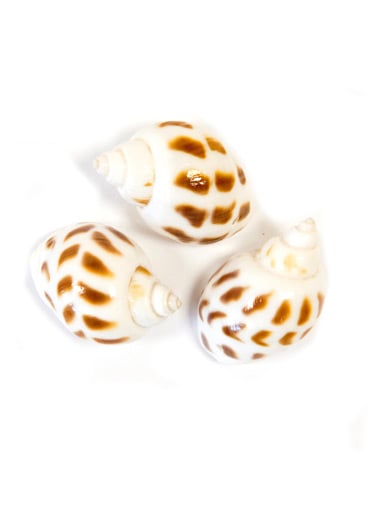 Coquillages de décoration blancs mouchetés