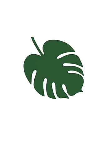 Encenação num prato das decorações de mesa folha havaí monstera