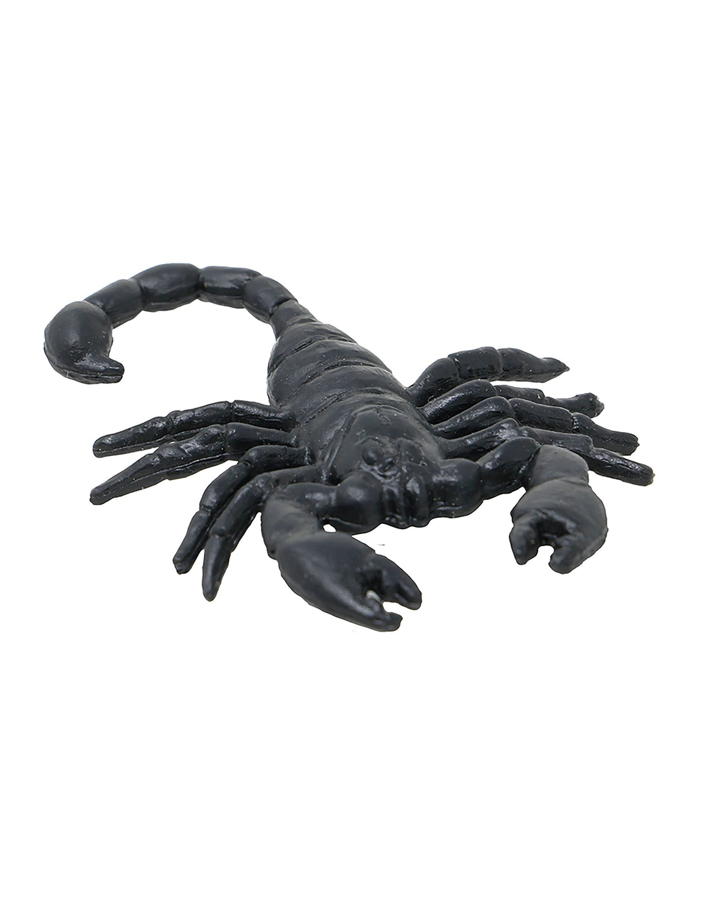 Gros plan d'un scorpion du lot de 8 scorpions pour Halloween
