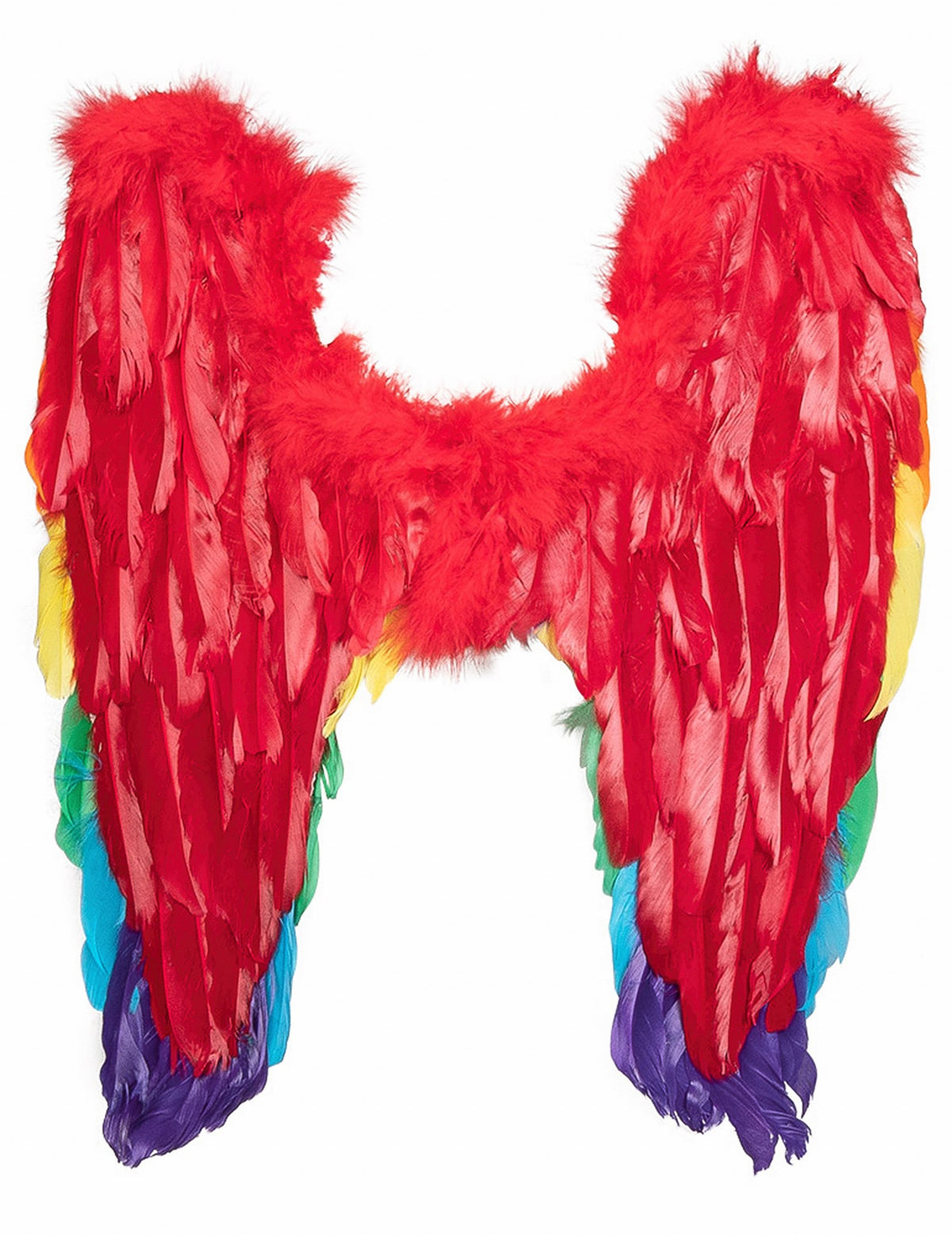 Vue de dos des ailes multicolores