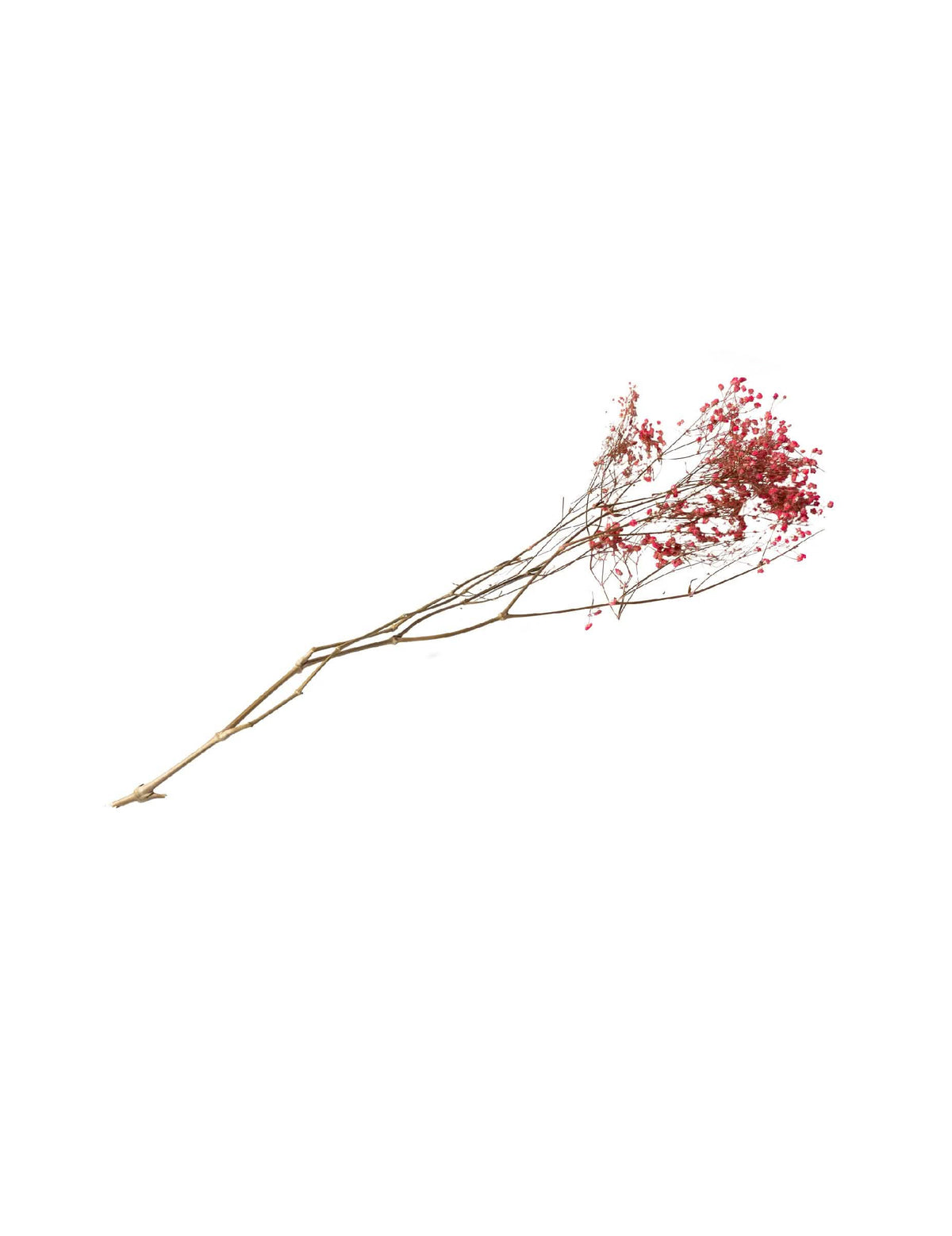 Bouquet de gypsophiles secas para decoração cor de rosa