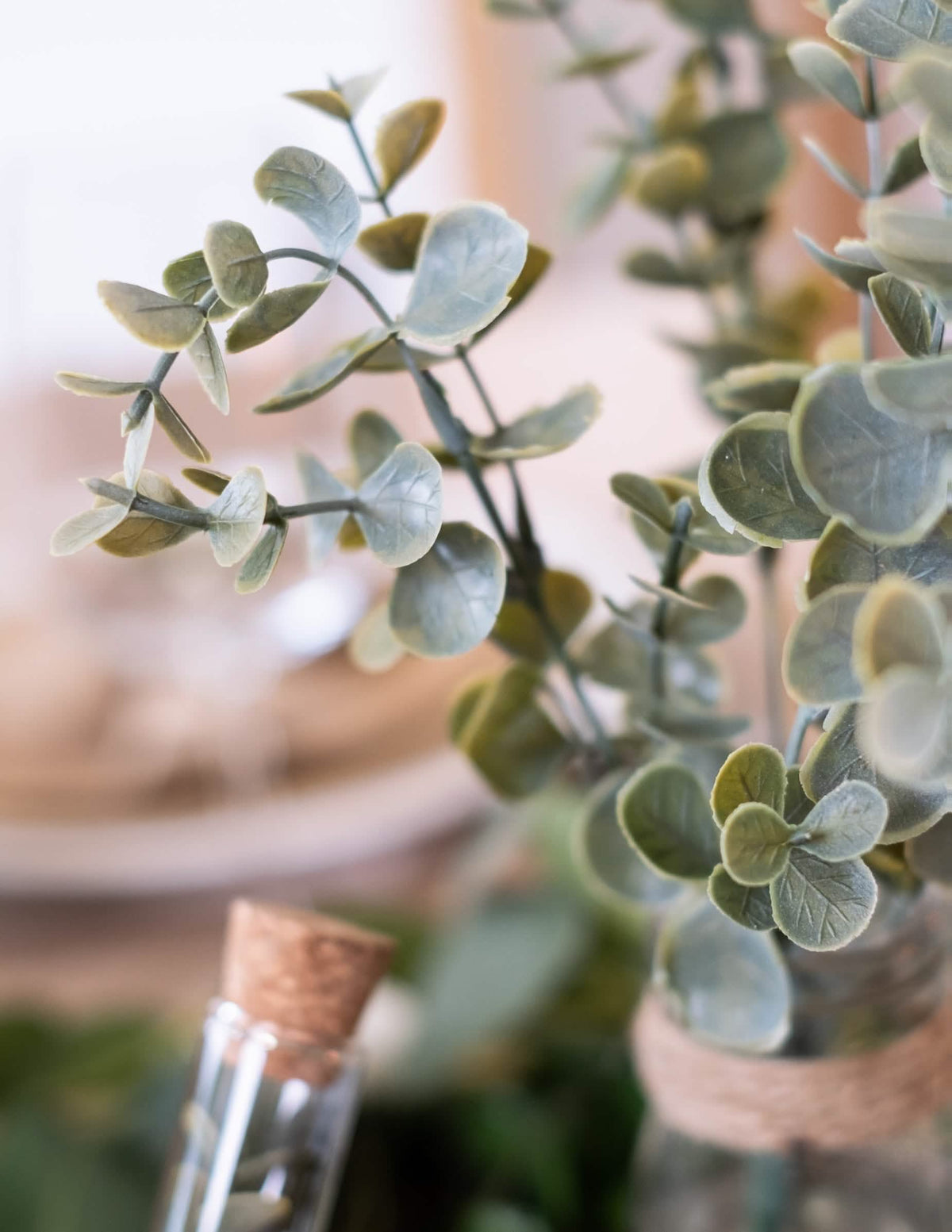Grande plano das folhas do ramo de folhas de eucalipto vegetal para decoração