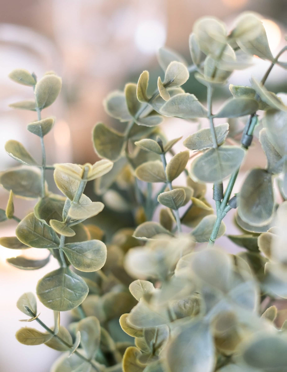 Detalhe da folhagem do bouquet de folhas de eucalipto vegetal para decoração