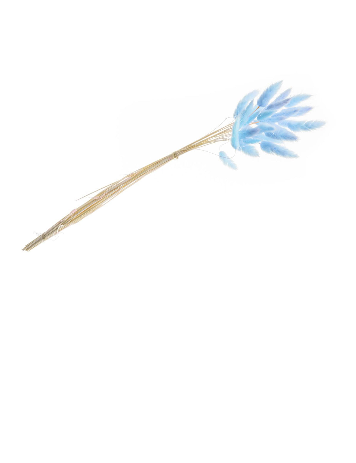 Bouquet de lagurus para decoração azul pastel com 25 hastes secas