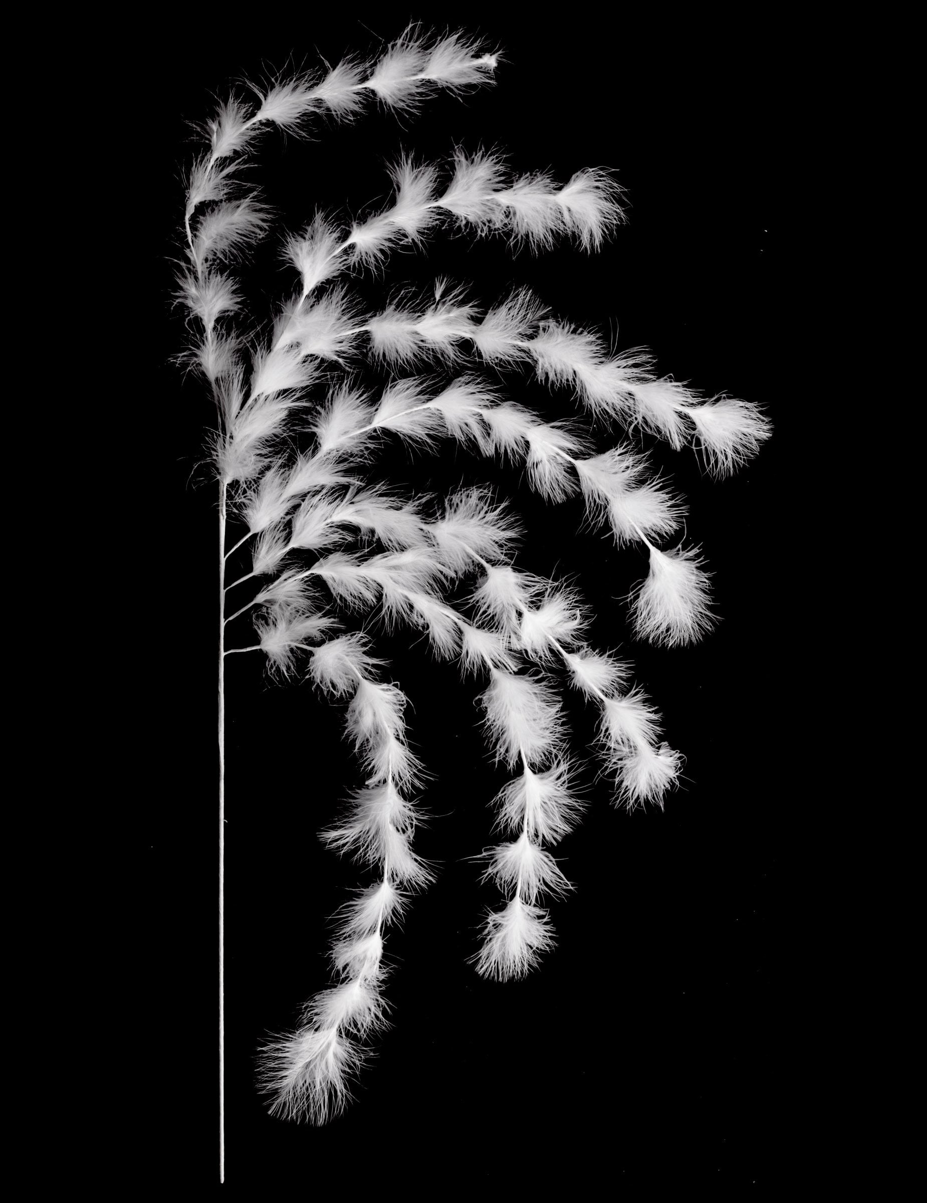 Branchage 7 brins plumes ambiance bohème pour décoration blanches