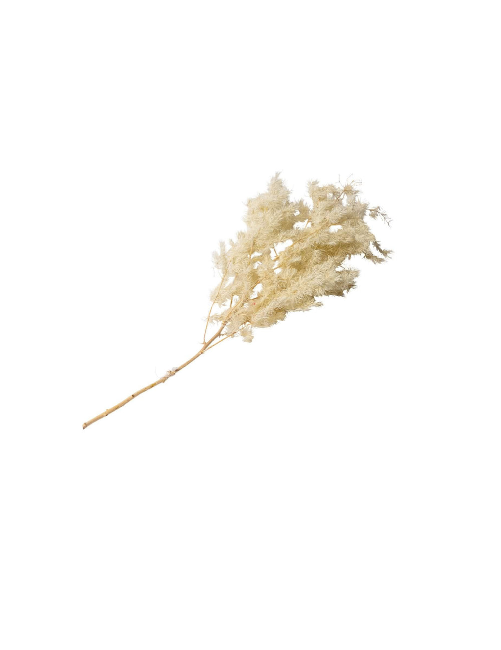 Ramo de mini espanadores naturais boémios para decoração em marfim