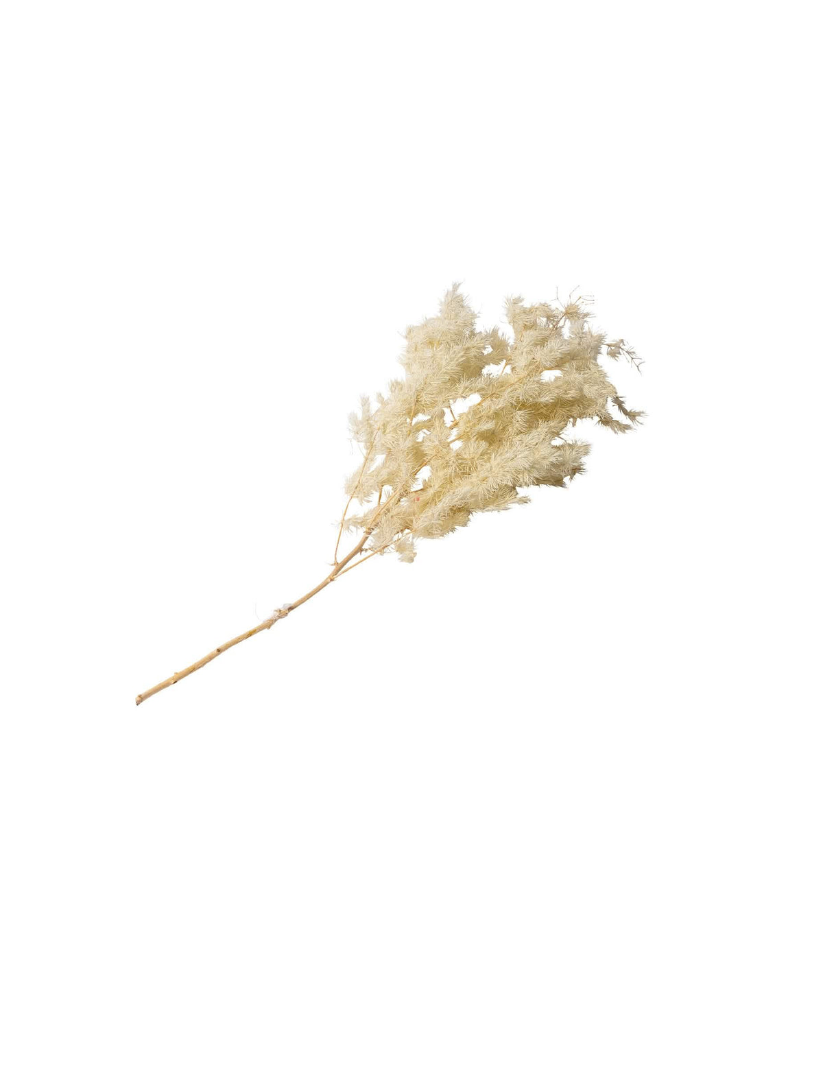 Ramo de mini espanadores naturais boémios para decoração em marfim