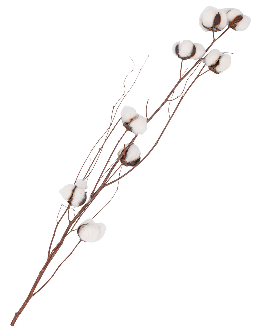 Branche décorative de fleurs de coton pour décoration blanches