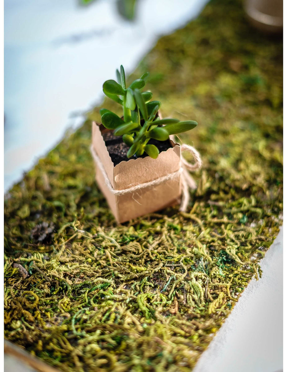 Grande plano sobre uma pequena planta decorativa do caminho de mesa vegetal para decoração de mesa