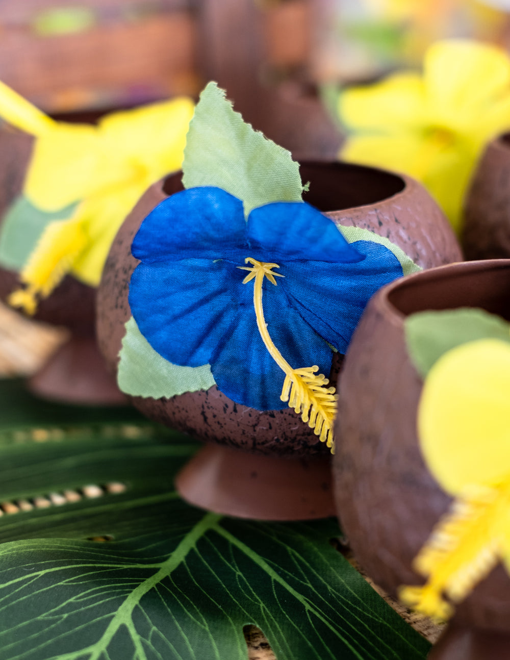 Gros plan sur la fleur bleue de la Coupe Hawaï noix de coco tropicale