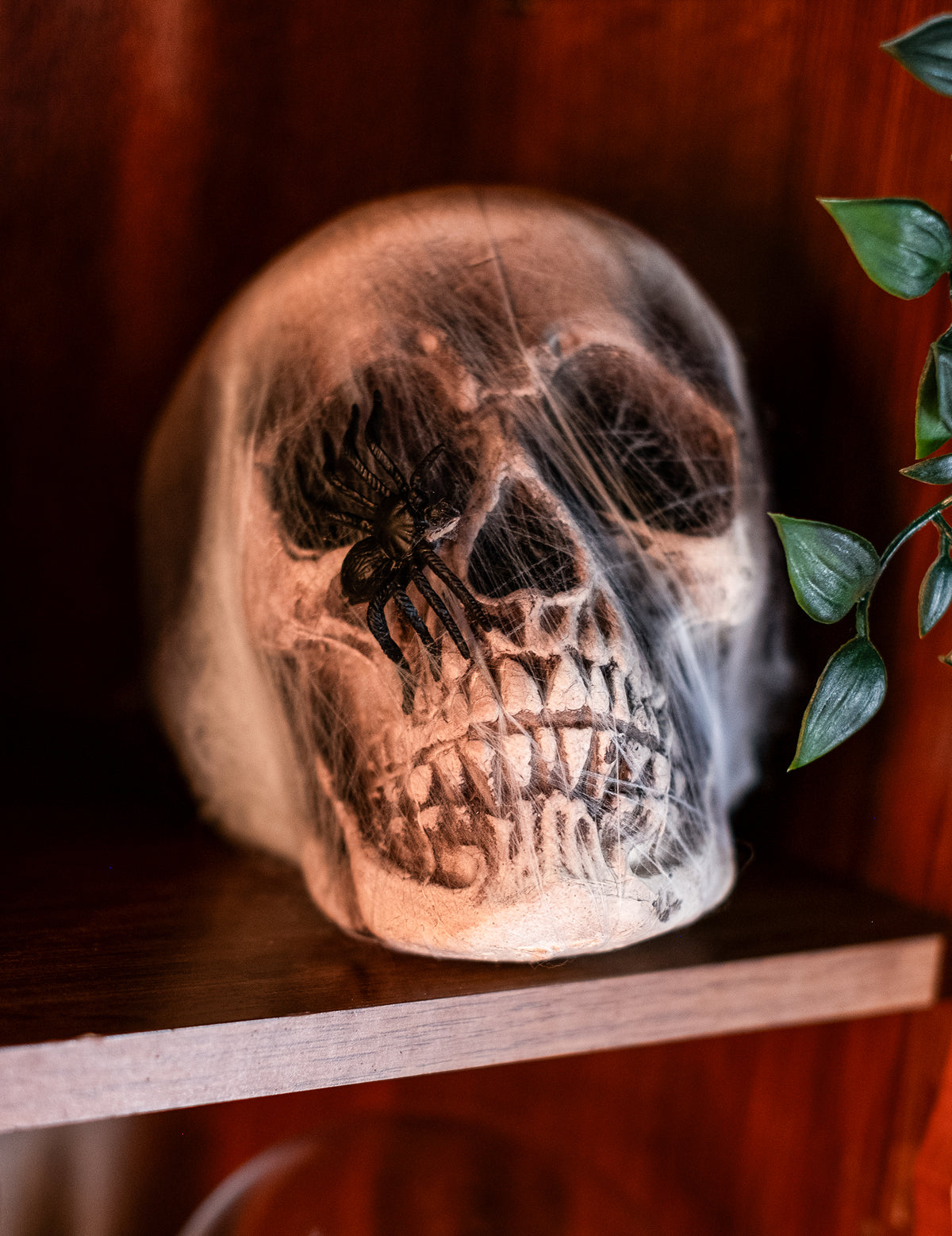Gros plan sur l'araignée noire de la décoration crâne avec toile d'araignée