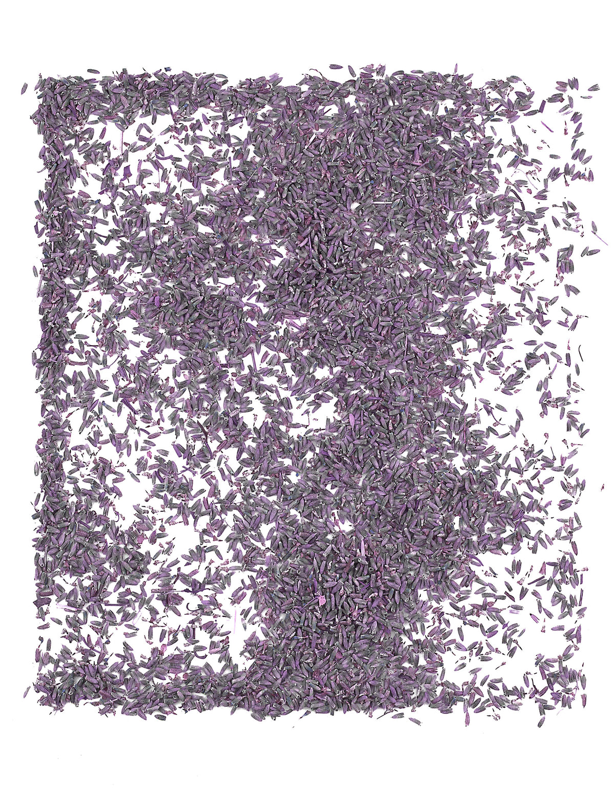Saco de 1kg de flores de lavanda naturais para casamento