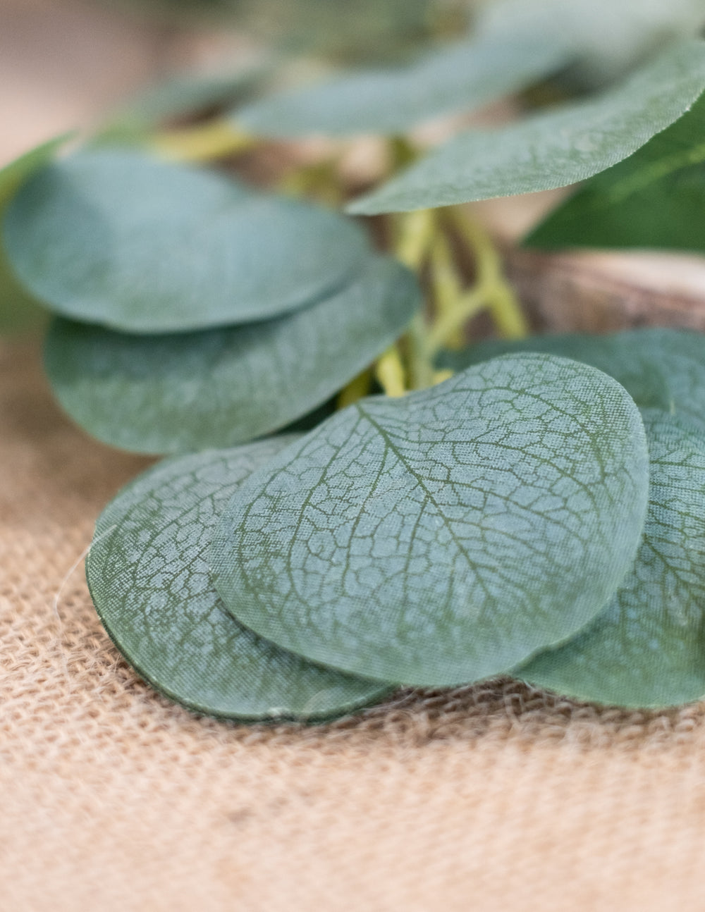 Détail de la texture des feuilles de la guirlande de feuilles d'eucalyptus décoration végétale