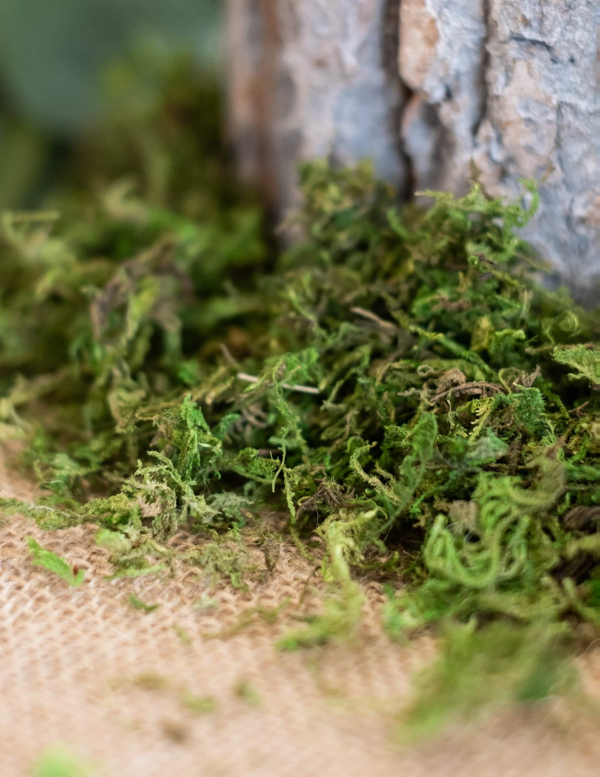 Encenação sobre tela de juta de musgo vegetal seco decoração natural