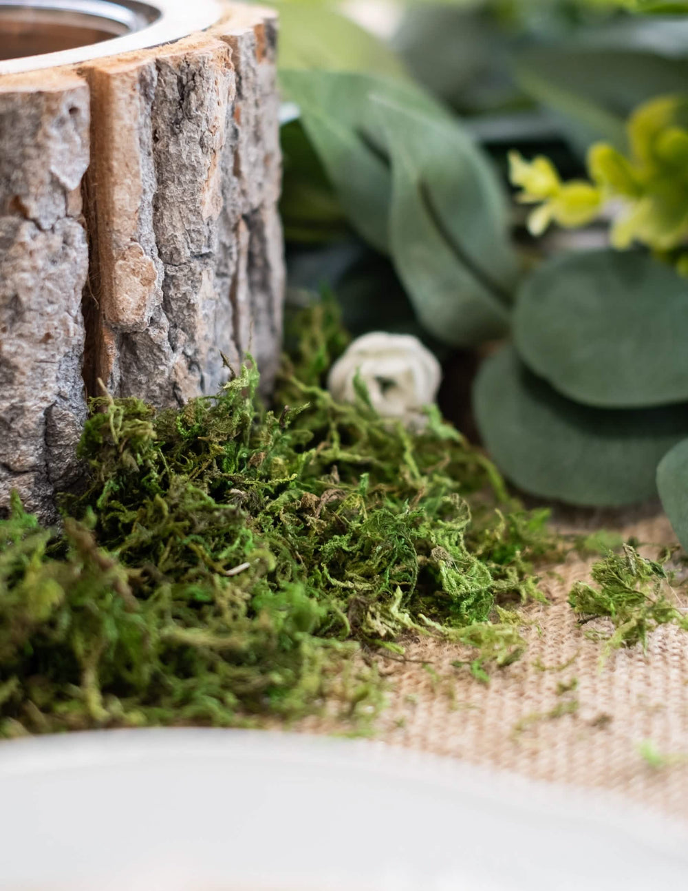 Detalhe com casca de madeira da mousse vegetal seca decoração natural