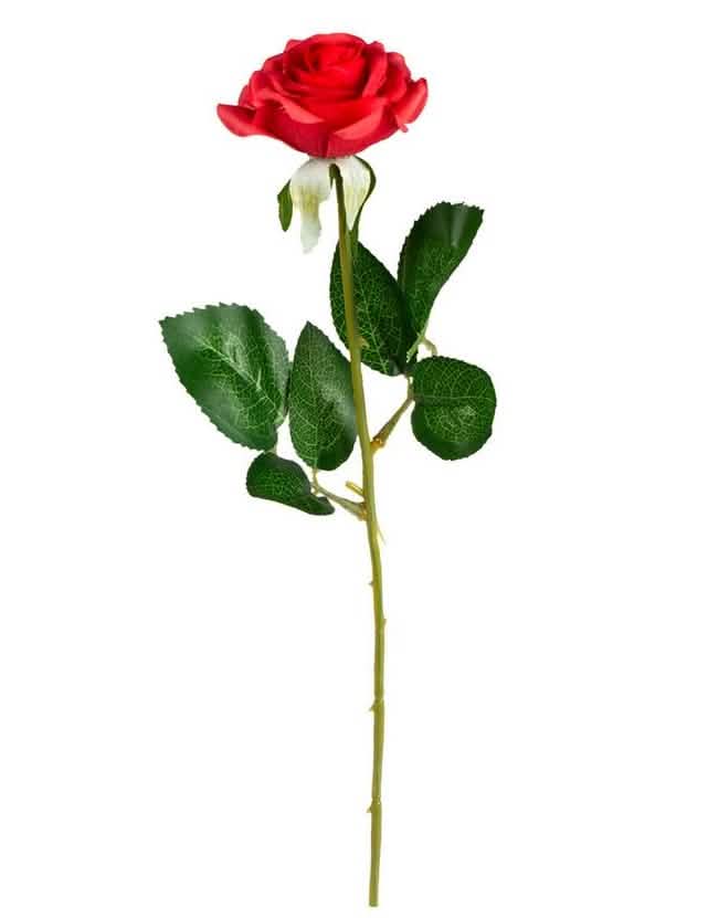 cor de rosa vermelho com caule e folhas verdes