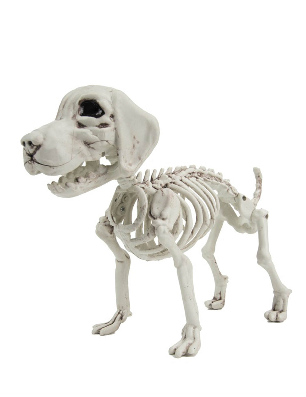 Squelette de chien pour Halloween blanc cassé vieilli