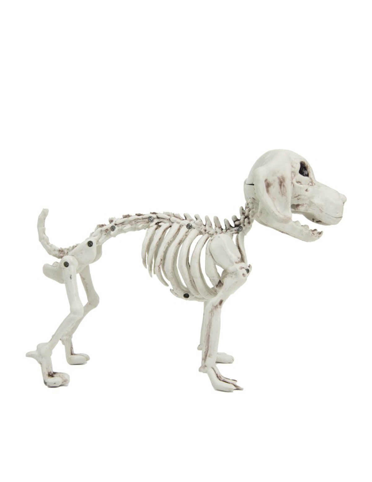 Vue de profil du squelette de chien pour Halloween